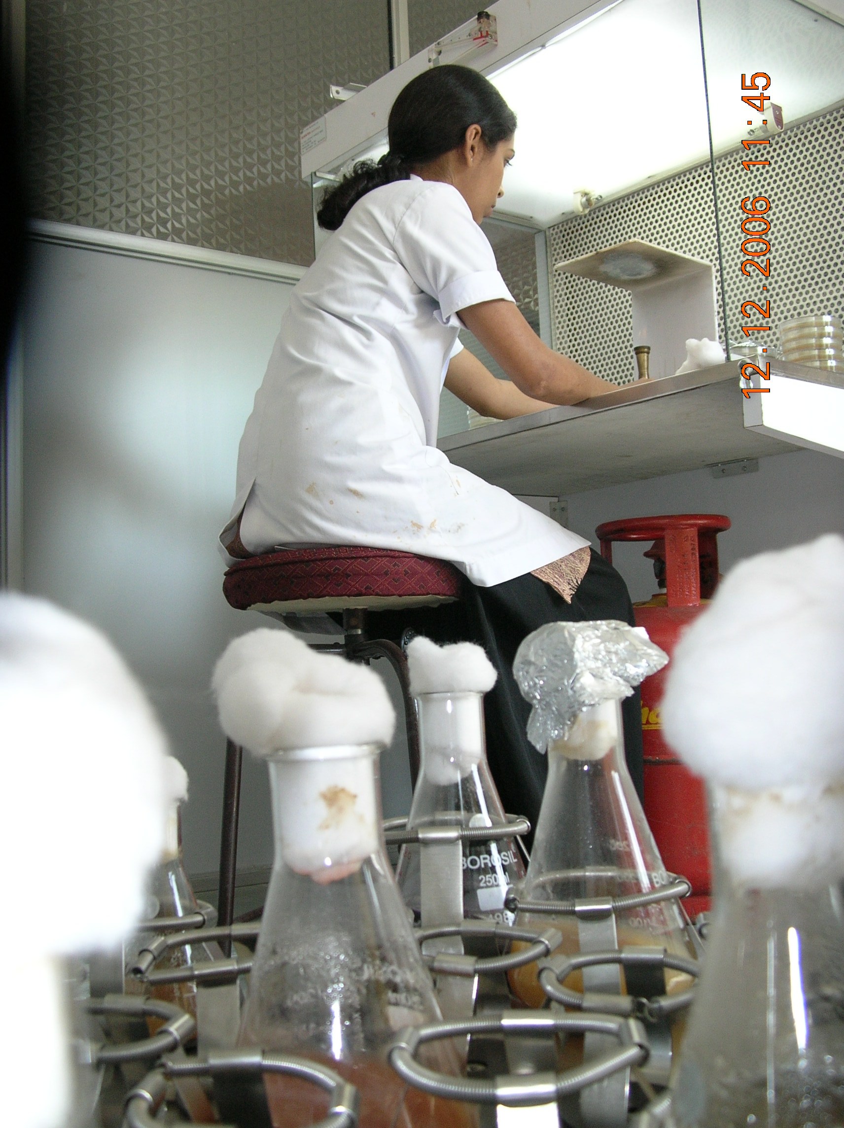 Loading picture of Weisneriomyces sp..
